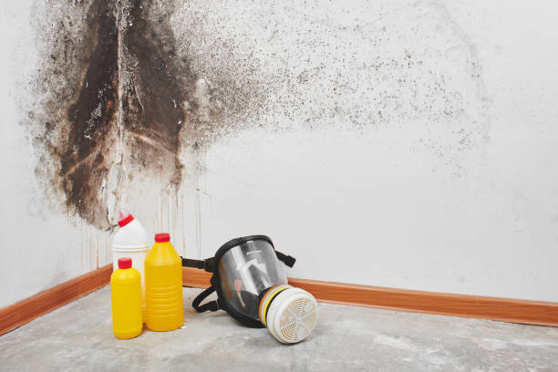 Asbestos and Lead Testing During Mold Inspection